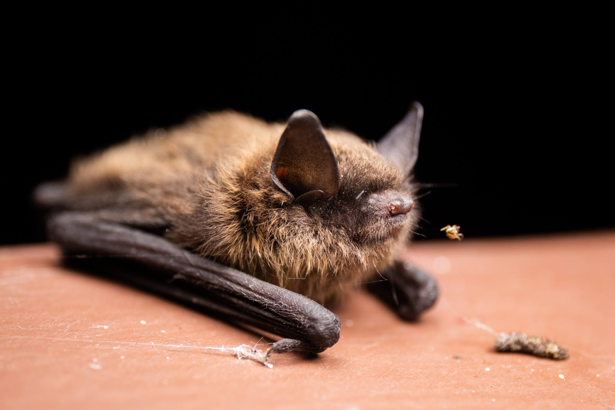 Close up Little Brown Bat by Jason Headley FWS.gov